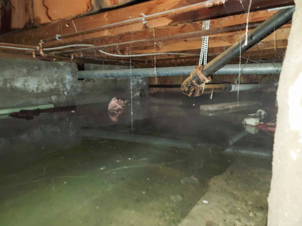 Best Flood damage cleanup  in Whitesboro, NJ